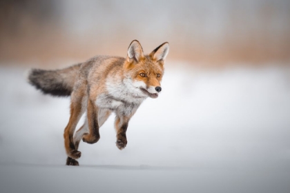 Picture of A YOUNG HUNTER