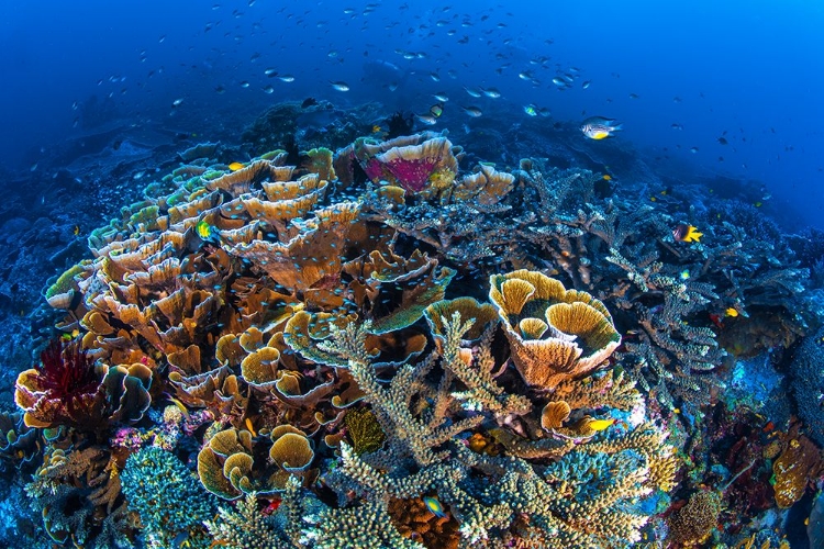 Picture of CORAL GARDEN