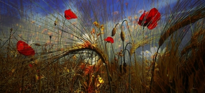 Picture of FIELD POPPY