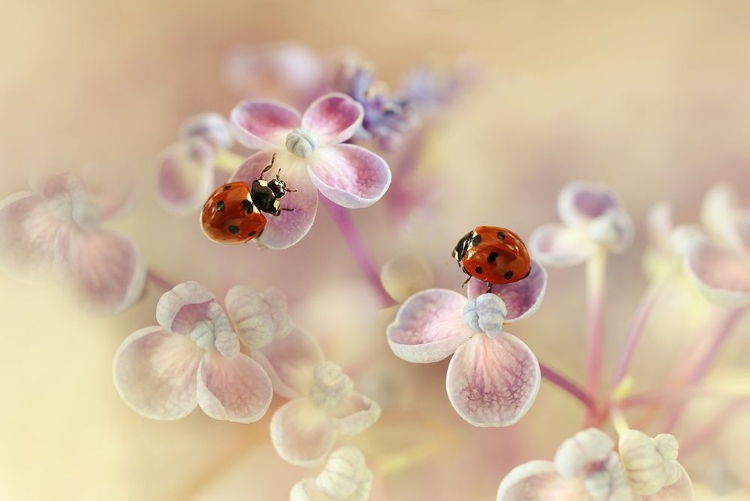 Picture of LADYBIRDS AND HYDRANGEA