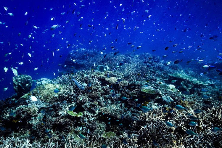 Picture of THE REEF