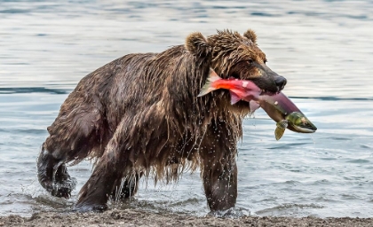 Picture of FISHING