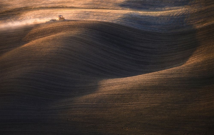 Picture of HARVEST TIME