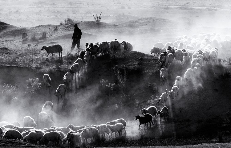 Picture of SHEEP HERD