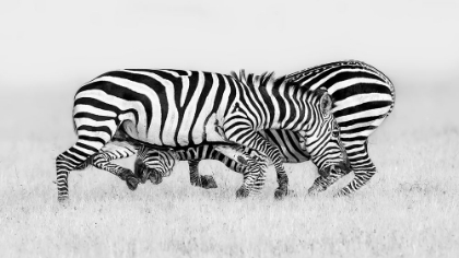 Picture of ZEBRA WRESTLING