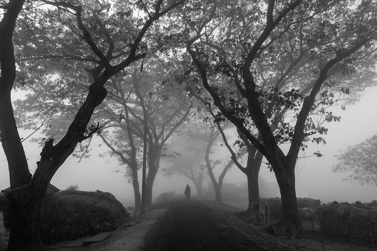 Picture of VILLAGE ROAD IN MORNING FOG