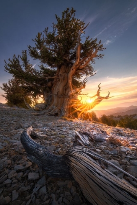 Picture of SUNRISE OVER ANCIENT TREE