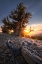 Picture of SUNRISE OVER ANCIENT TREE