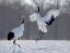 Picture of DANCING IN THE SNOW