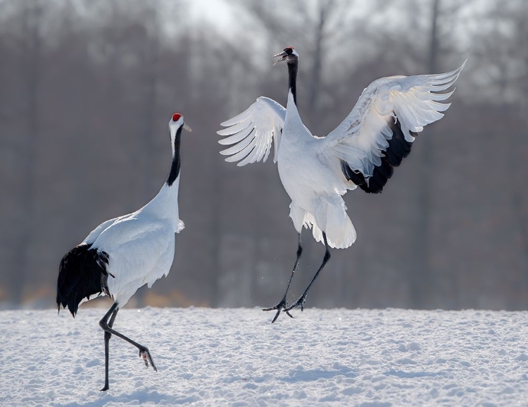 Picture of DANCING IN THE SNOW