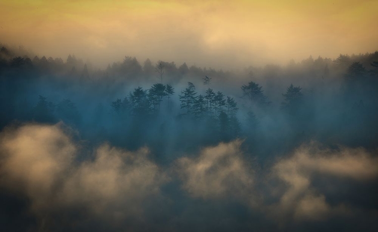 Picture of FOGGY MORNING