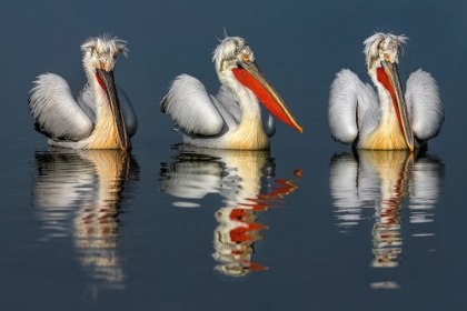 Picture of DALMATIAN PELICANS PORTRAIT