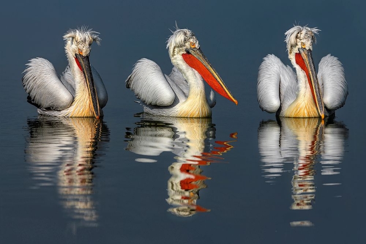 Picture of DALMATIAN PELICANS PORTRAIT