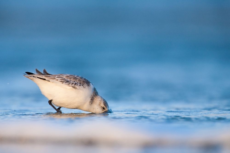 Picture of SANDERLING