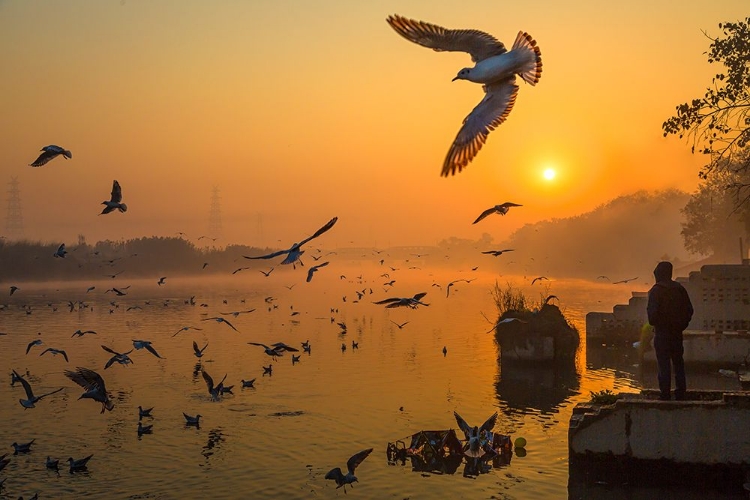 Picture of WINGS OVER YAMUNA