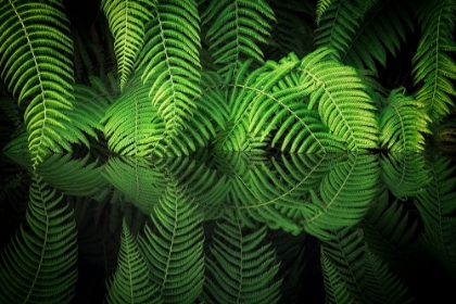 Picture of FERN REFLECTION