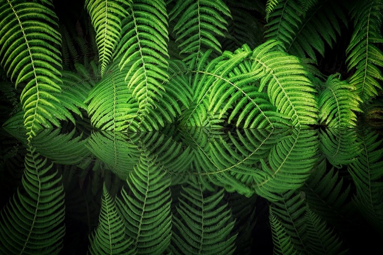 Picture of FERN REFLECTION