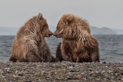 Picture of SHARING A FEATHER