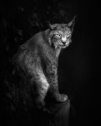 Picture of LYNX PORTRAIT IN BAW