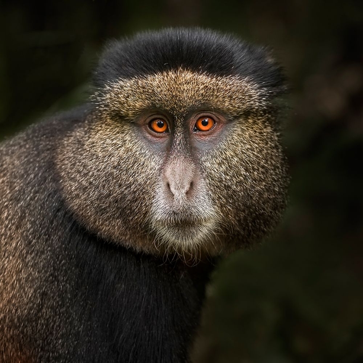 Picture of GOLDEN MONKEY IN THE VOLCANOES NATIONAL PARK