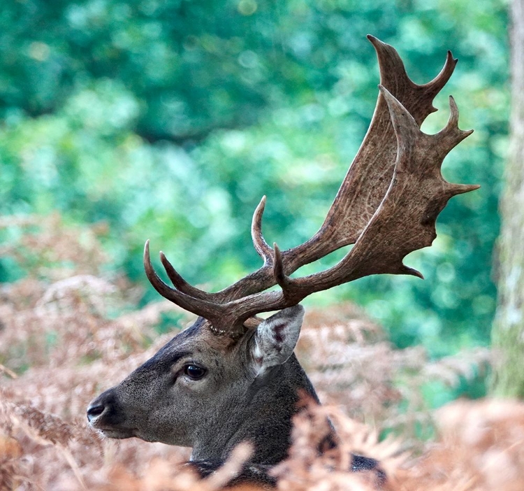 Picture of FALLOW STAG DEER.