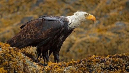 Picture of BALD EAGLE