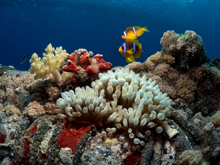 Picture of ANEMONE AND ANEMONEFISH