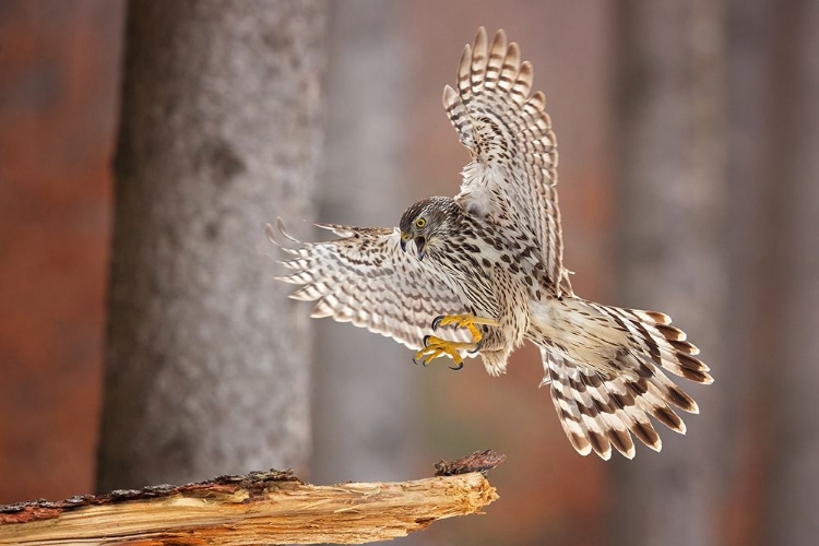 Picture of NORTHERN GOSHAWK