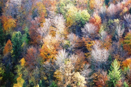 Picture of WHAT COLOUR IS AUTUMN