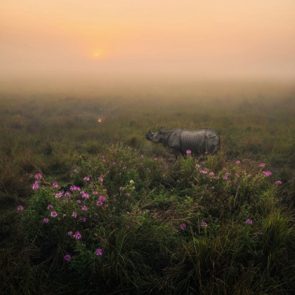 Picture of INDIAN ONE HORNED RHINO