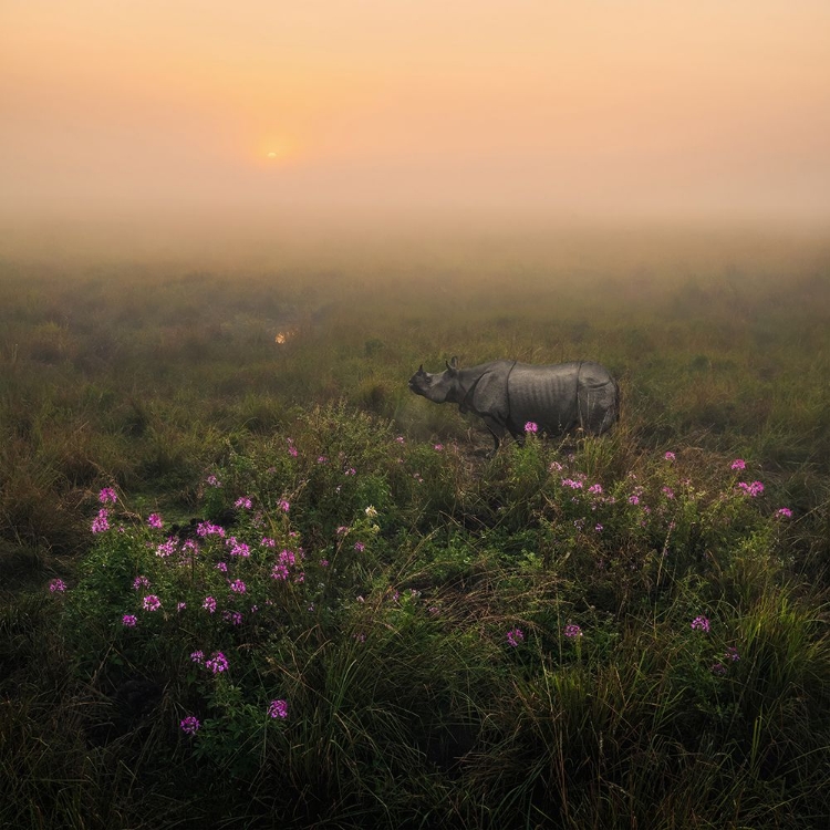 Picture of INDIAN ONE HORNED RHINO