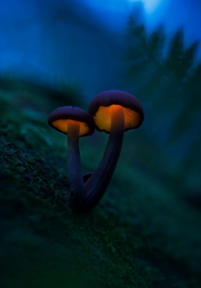 Picture of GLOWING MUSHROOMS