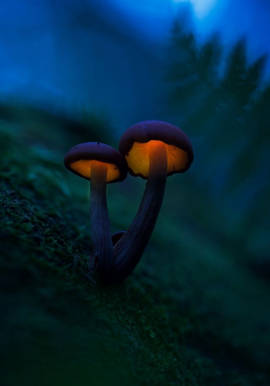 Picture of GLOWING MUSHROOMS