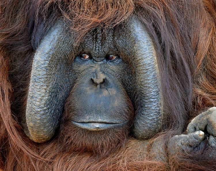 Picture of MALE ORANGUTAN CHINA