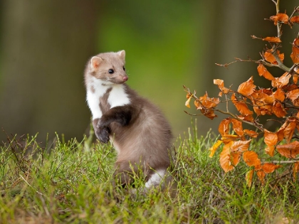 Picture of EUROPEAN PINE MARTEN