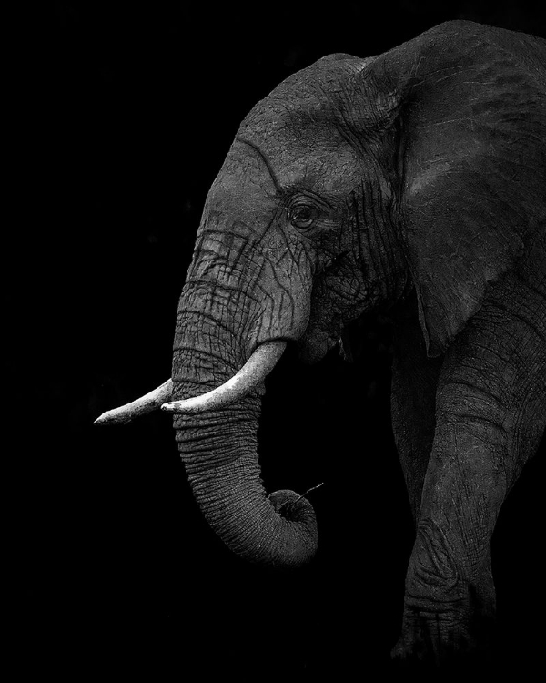 Picture of BW ELEPHANT