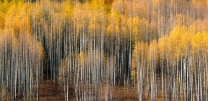 Picture of ASPEN IMPRESSION