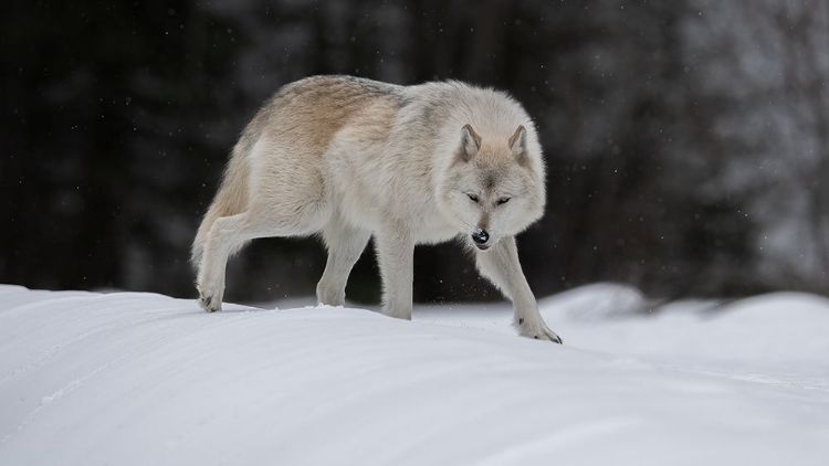 Picture of GRAY WOLF