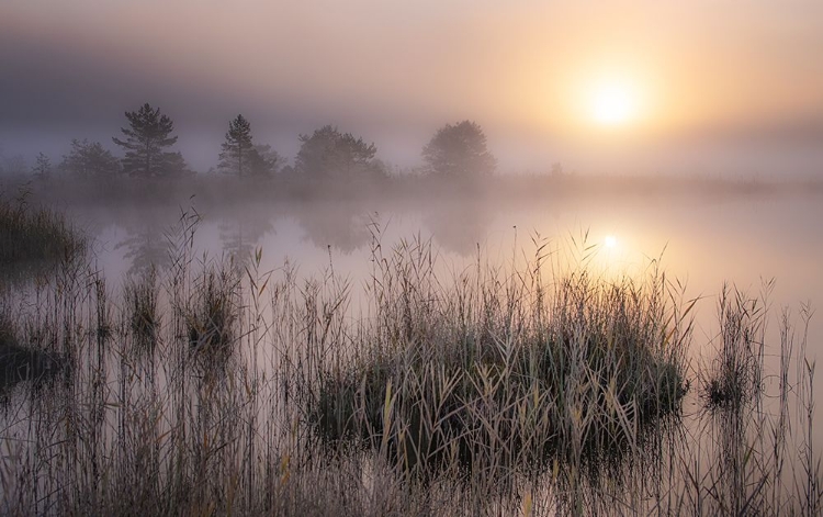 Picture of COLD AUTUMN MORNING