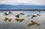 Picture of FLYING DALMATIAN PELICANS