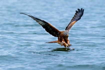 Picture of RED KITE