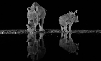 Picture of RHINOS DRINKING AT NIGHT