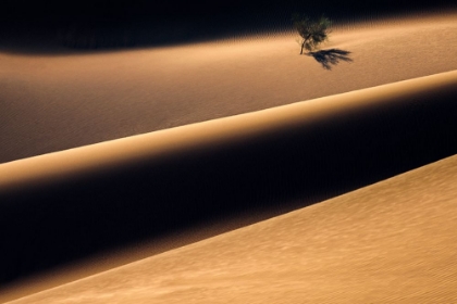 Picture of THE SOLITARY TREE IN THE DESERT