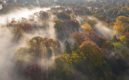 Picture of COLOUR OF AUTUMN