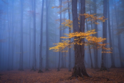 Picture of FOGGY FOREST