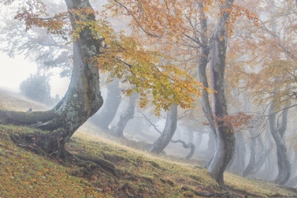 Picture of TWISTED BEECHES IN LAGA MOUNTAINS