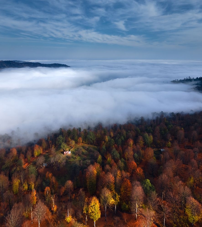 Picture of FOGGY FOREST PANORAMIC VIEW