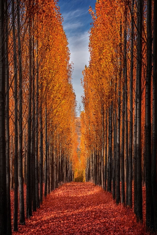 Picture of COLORFUL AUTUMN