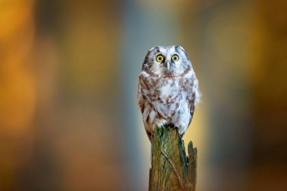 Picture of BOREAL OWL