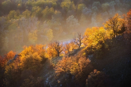 Picture of AUTUMN TREES